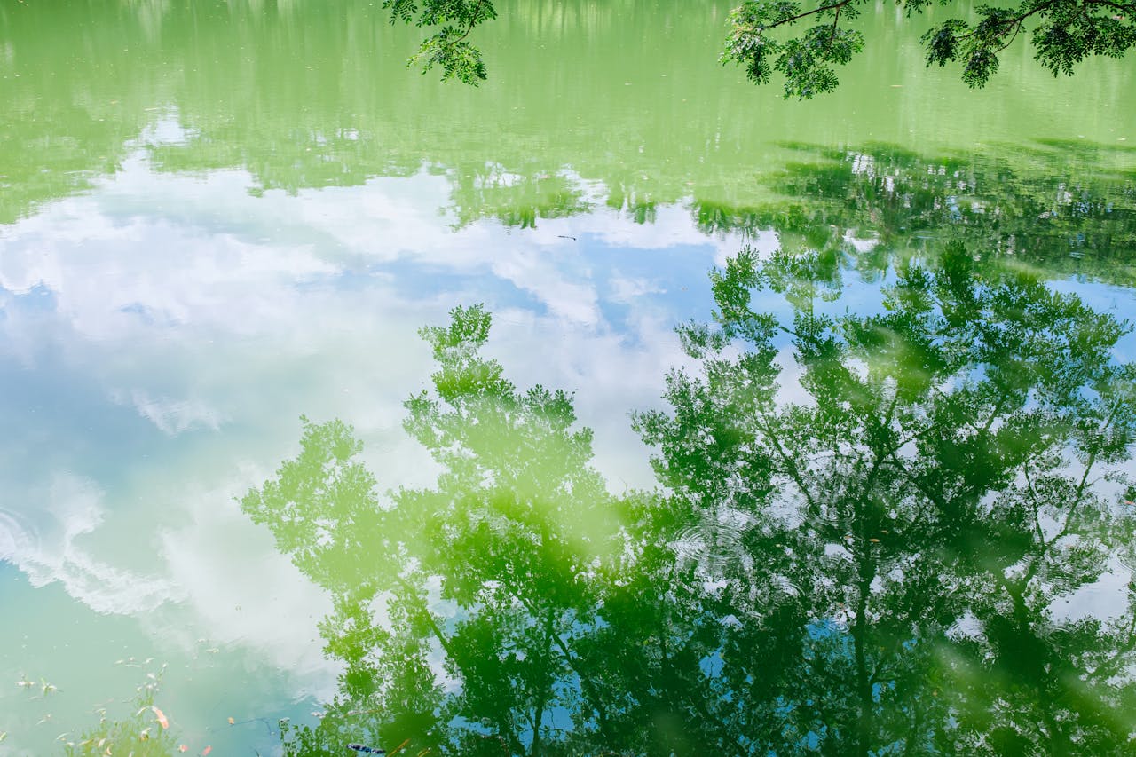 Reflections of trees and sky creating a serene scene on a calm lake surface.